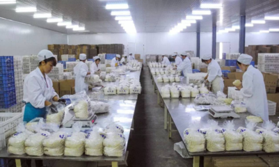 眾興菌業(yè)凈利潤虧損1800-2100萬元 由盈轉(zhuǎn)虧背后技術(shù)推廣的挑戰(zhàn)與反思